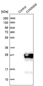 Anti-COMMD9 antibody produced in rabbit Prestige Antibodies&#174; Powered by Atlas Antibodies, affinity isolated antibody, buffered aqueous glycerol solution