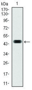 Monoclonal Anti-FOS antibody produced in mouse clone 2G2, ascites fluid