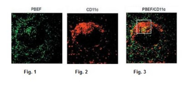 Anti-Nampt, clone 14A.5 Antibody clone 14A5, from rat