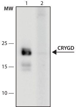 Anti-CRYGD (151-165) antibody produced in rabbit IgG fraction of antiserum