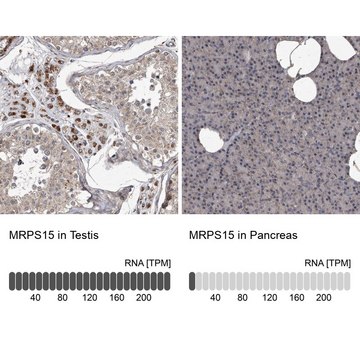 Anti-MRPS15 antibody produced in rabbit Prestige Antibodies&#174; Powered by Atlas Antibodies, affinity isolated antibody, buffered aqueous glycerol solution, ab1