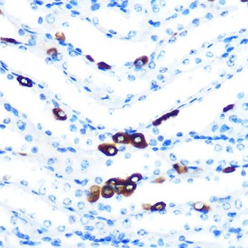 Anti-PIWIL1 antibody produced in rabbit