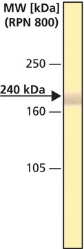 Monoclonal Anti-Spectrin (&#945; and &#946;) antibody produced in mouse clone SB-SP1, ascites fluid