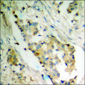 Anti-phospho-PLCG1 (pTyr783) antibody produced in rabbit affinity isolated antibody