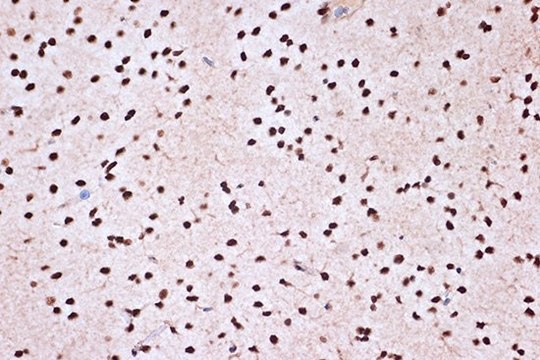 Anti-KHSRP antibody produced in rabbit