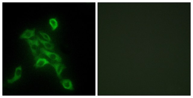 Anti-COX6C antibody produced in rabbit affinity isolated antibody