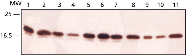 Anti-Ribosomal Protein L26 (C-terminal) 兔抗 ~1&#160;mg/mL, affinity isolated antibody, buffered aqueous solution