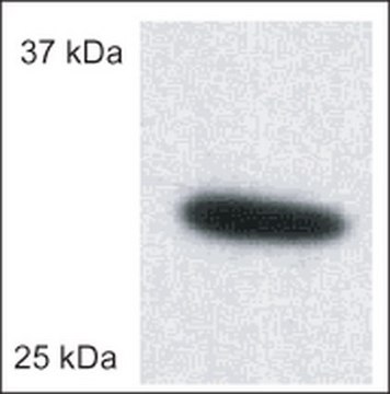 Anti-Porin (Ab-5) (185-197) Rabbit pAb liquid, Calbiochem&#174;