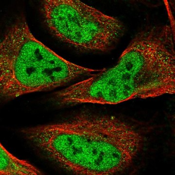 Anti-NELFA antibody produced in rabbit Prestige Antibodies&#174; Powered by Atlas Antibodies, affinity isolated antibody