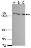 Monoclonal Anti-mTOR antibody produced in mouse clone GT649, affinity isolated antibody