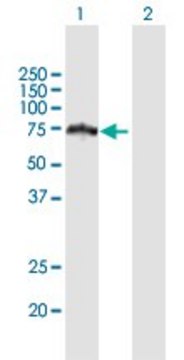 Anti-HERPUD2 antibody produced in mouse purified immunoglobulin, buffered aqueous solution