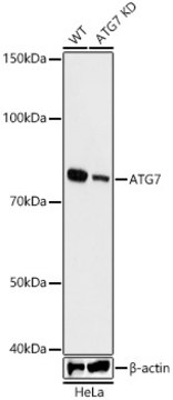 [KO Validated]Anti-ATG7 Antibody, clone 3X1W4, Rabbit Monoclonal