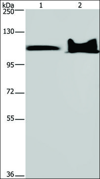 Anti-KDM4C antibody produced in rabbit affinity isolated antibody