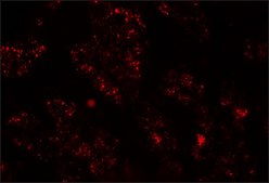 Anti-NKX2-8 antibody produced in rabbit affinity isolated antibody
