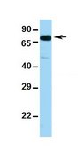 Anti-TCF7L2 (ab2) antibody produced in rabbit affinity isolated antibody