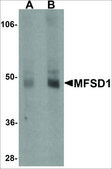 Anti-MFSD1 antibody produced in rabbit affinity isolated antibody, buffered aqueous solution