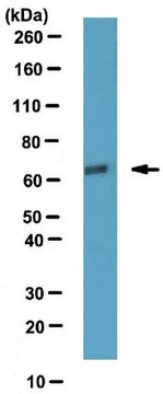 抗-ATDC抗体 from rabbit, purified by affinity chromatography