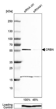 Anti-CRBN antibody produced in rabbit Prestige Antibodies&#174; Powered by Atlas Antibodies, affinity isolated antibody, buffered aqueous glycerol solution