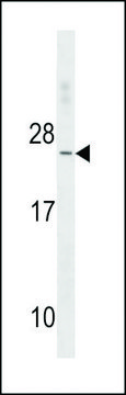 ANTI-TNNC2 (C-TERM) antibody produced in rabbit affinity isolated antibody, buffered aqueous solution