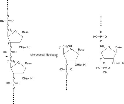 Nuclease micrococcal from Staphylococcus aureus 100-300&#160;units/mg protein