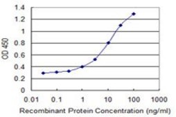 Monoclonal Anti-OMP antibody produced in mouse clone 2B7, purified immunoglobulin, buffered aqueous solution