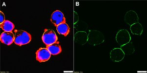 Anti-PSGL-1/CD162 Antibody, clone KPL-1 ZooMAb® Mouse Monoclonal recombinant, expressed in HEK 293 cells