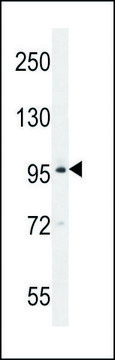 ANTI-BRDT (N-TERM) antibody produced in rabbit IgG fraction of antiserum, buffered aqueous solution