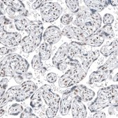 Anti-TFE3 antibody produced in mouse Prestige Antibodies® Powered by Atlas Antibodies, clone CL12822, purified by using Protein A, buffered aqueous glycerol solution