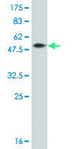 Monoclonal Anti-EPHA7 antibody produced in mouse clone 3D11, ascites fluid