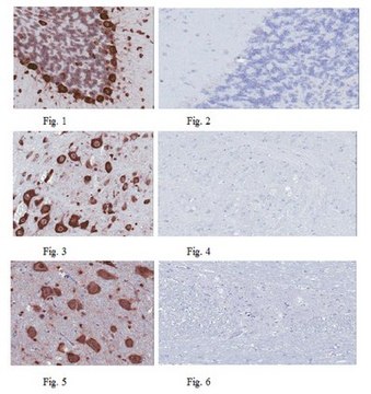 Anti-Musashi-1 Antibody, clone 7B11.1 clone 7B11.1, from mouse