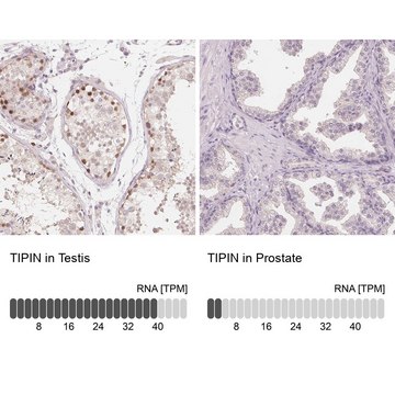 Anti-TIPIN antibody produced in rabbit Prestige Antibodies® Powered by Atlas Antibodies, affinity isolated antibody, buffered aqueous glycerol solution