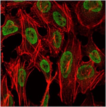 Anti-PSIP1 Antibody, clone 6E4 ascites fluid, clone 6E4, from mouse