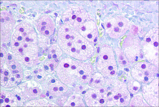 Anti-NR4A1 antibody produced in rabbit affinity isolated antibody