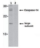 Anti-Caspase-14 Antibody from rabbit, purified by affinity chromatography