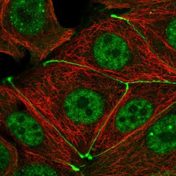 Anti-TJP3 antibody produced in rabbit Prestige Antibodies&#174; Powered by Atlas Antibodies, affinity isolated antibody