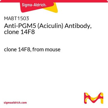 Anti-PGM5 (Aciculin) Antibody, clone 14F8 clone 14F8, from mouse