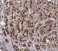 Anti-Dax1 Antibody from rabbit, purified by affinity chromatography