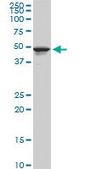 Monoclonal Anti-TPBG antibody produced in mouse clone 1B6, purified immunoglobulin, buffered aqueous solution