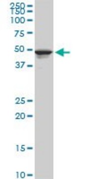 Monoclonal Anti-TPBG antibody produced in mouse clone 1B6, purified immunoglobulin, buffered aqueous solution