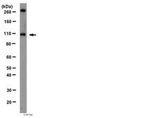 Anti-Prohormone Convertase PC1/PC3 Antibody from rabbit, purified by affinity chromatography