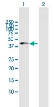 Anti-CPB1 antibody produced in mouse purified immunoglobulin, buffered aqueous solution