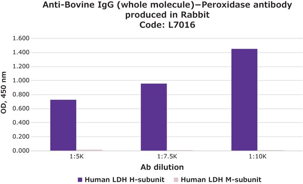 单克隆抗 LDH（H 亚单位） 小鼠抗 clone HH-17, ascites fluid