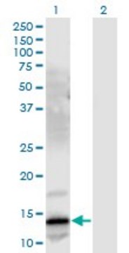 Monoclonal Anti-GRP antibody produced in mouse clone 3A11, purified immunoglobulin, buffered aqueous solution