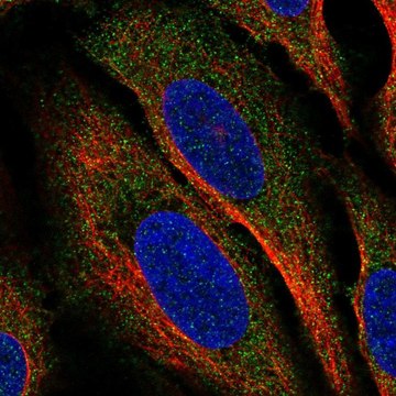 Anti-CLEC2A antibody produced in rabbit Prestige Antibodies&#174; Powered by Atlas Antibodies, affinity isolated antibody