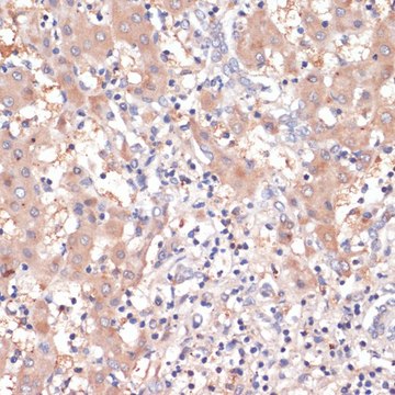 Anti-Cox2 antibody produced in rabbit