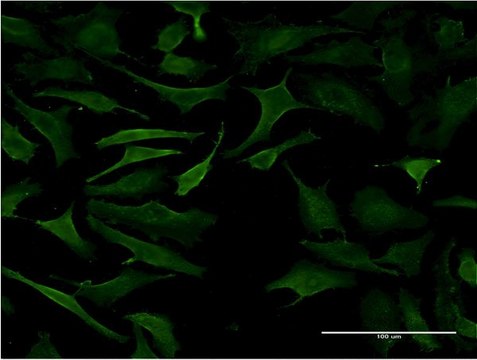 Monoclonal Anti-B3GALT2 antibody produced in mouse clone 1D9, purified immunoglobulin, buffered aqueous solution