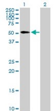 Anti-EDIL3 antibody produced in mouse purified immunoglobulin, buffered aqueous solution