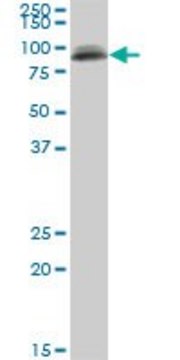 Monoclonal Anti-PIGS antibody produced in mouse clone 3F3, purified immunoglobulin, buffered aqueous solution