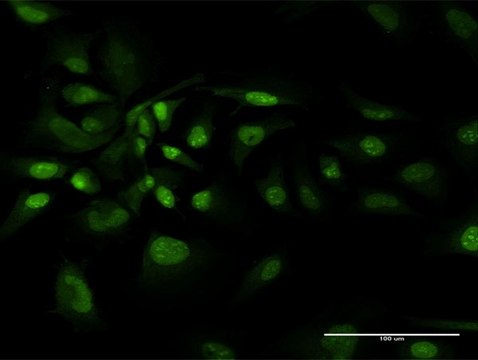 Anti-BAG1 antibody produced in rabbit purified immunoglobulin, buffered aqueous solution