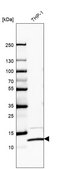 抗-RPS27L 兔抗 Prestige Antibodies® Powered by Atlas Antibodies, affinity isolated antibody